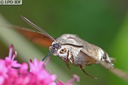 Moro sphinx