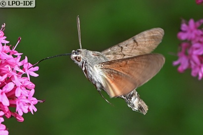 Moro sphinx