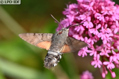 Moro sphinx