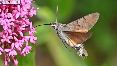 Moro sphinx