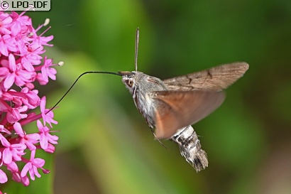 Moro sphinx