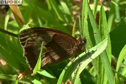 Myrtil