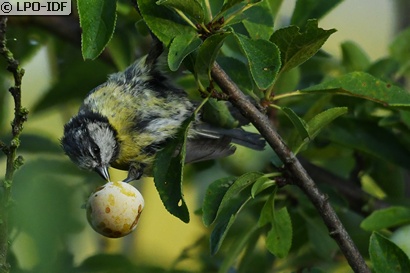Mésange bleue