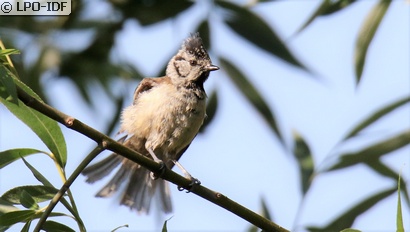 Mésange huppée