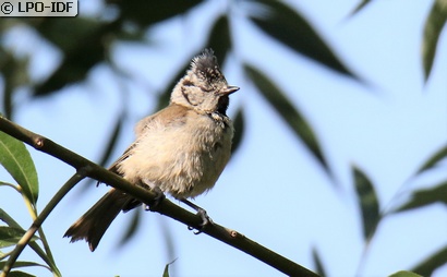 Mésange huppée