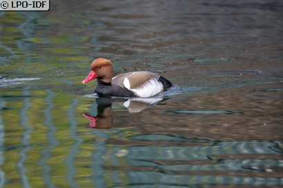 Nette rousse
