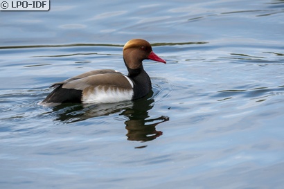 Nette rousse