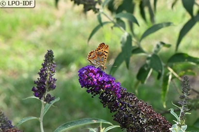 Petit nacré