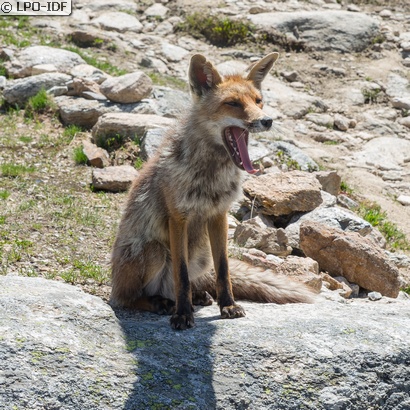 Renard roux