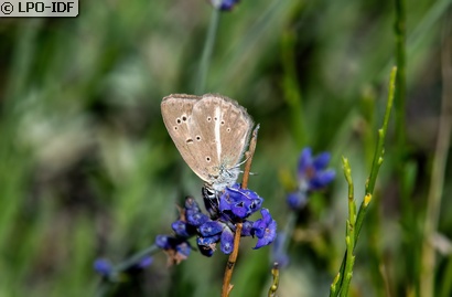Sablé provençal