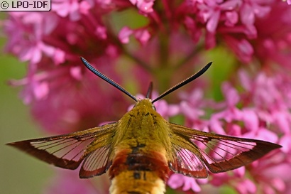 Sphinx gazé