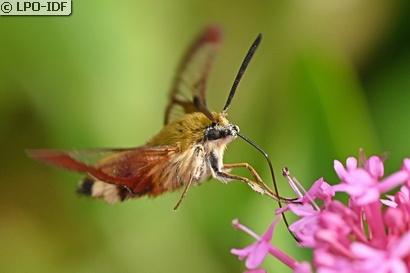 Sphinx gazé