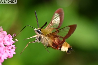 Sphinx gazé