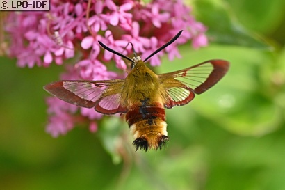 Sphinx gazé