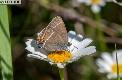 Thècle des nerpruns