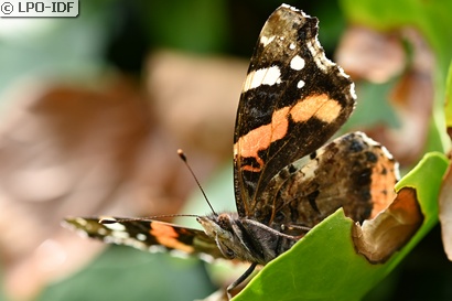 Vulcain