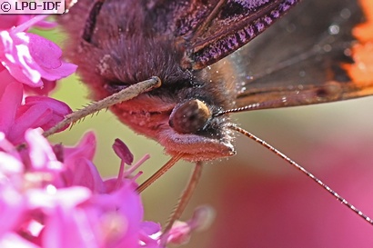 Vulcain