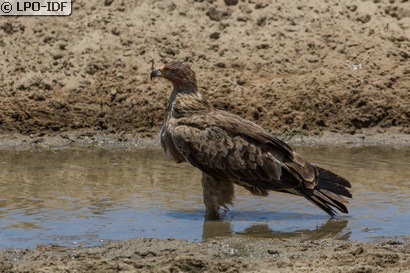 Aigle ravisseur