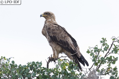 Aigle ravisseur