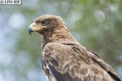 Aigle ravisseur