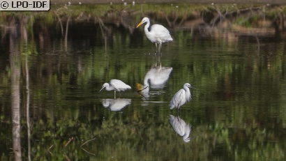 Aigrette garzette