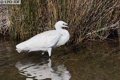 Aigrette garzette