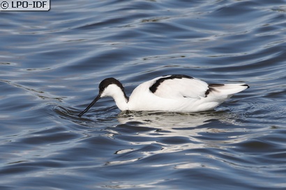 Avocette élégante