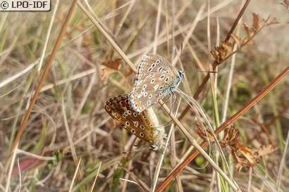 Azuré bleu céleste