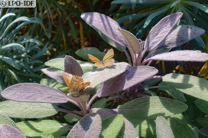 Brun des pélargoniums