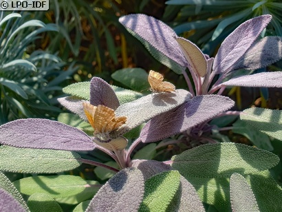 Brun des pélargoniums
