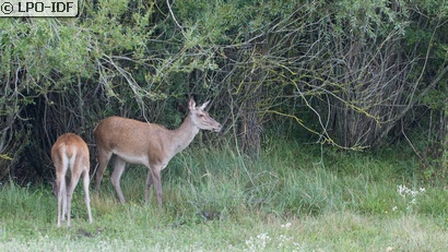 Cerf élaphe