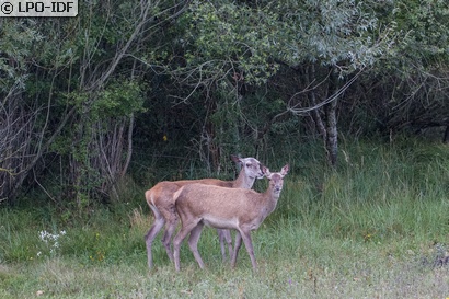 Cerf élaphe