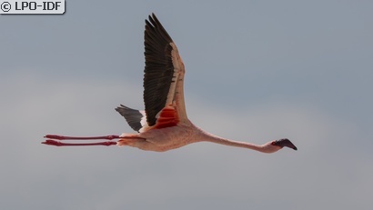 Flamant rose