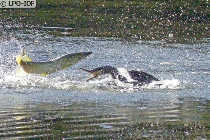 Grand Cormoran