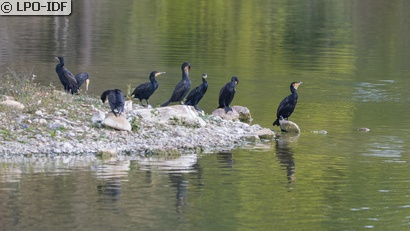 Grand Cormoran