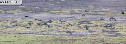Ibis falcinelle