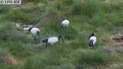 Ibis sacré