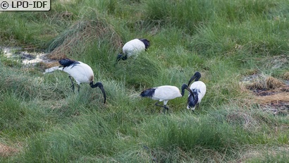 Ibis sacré