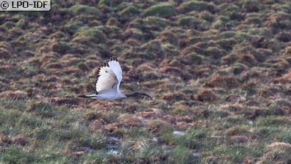 Ibis sacré