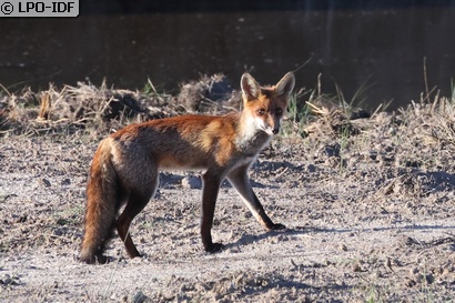 Renard roux