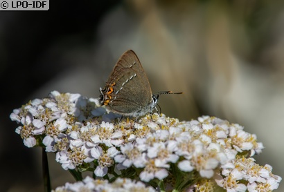 Thècle de l'acacia
