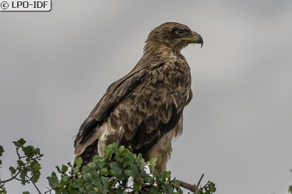 Aigle ravisseur