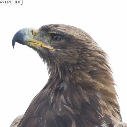 Aigle ravisseur