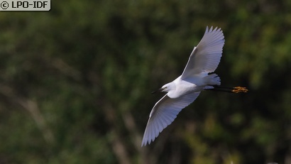 Aigrette garzette