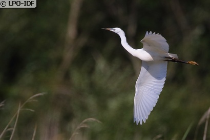Aigrette garzette