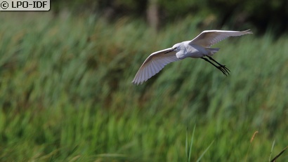 Aigrette garzette