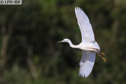 Aigrette garzette