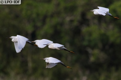 Aigrette garzette