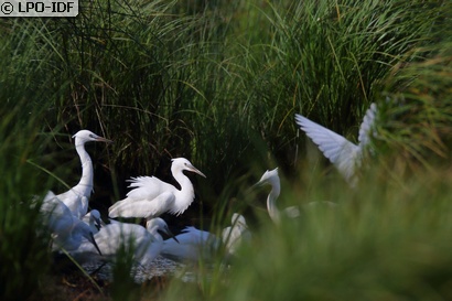 Aigrette garzette
