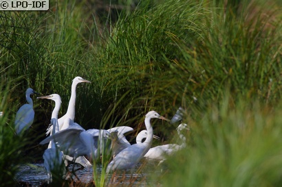 Aigrette garzette
